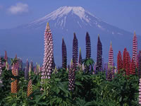 忍野中学校裏付近・花菖蒲（ハナショウブ）＆ススキ