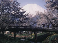 お宮橋・ソメイヨシノ(桜)